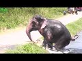 Faith in Humanity restored. An elephant stucked by a canal saved by humans