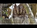 African Scops Owl Call & Sounds