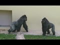 Elderly Female Gorilla Yelling At The Excited Male | The Shabani's Group