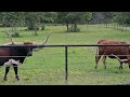 TEXAS LONGHORN CATTLE BRO COUNTRY REAL COW