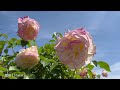 【4K】京成バラ園（千葉県八千代市） 2023年5月9日の様子 Keisei Rose Garden