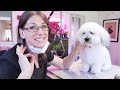 Dog Grooming (how to handle a dog when dog grooming)