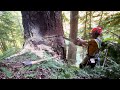 Big Fir Falling & Bucking | More Cliff Smashing