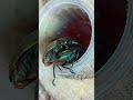 印尼金鍬形蟲交配