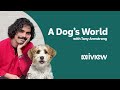 How dogs protected a community of little penguins | A Dog's World With Tony Armstrong