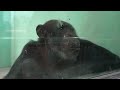 세계 침팬지의 날 World Chimpanzee Day