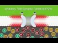 Lights, Camera, Action Potentials!