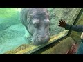 Milwaukee County Zoo | Walking Tour | Travel Guide | What to see inside zoo in Milwaukee | 4k HDR