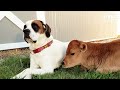 Rescued Baby Cow Starts Wrestling With A Dog Just His Size | The Dodo Little But Fierce