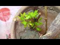 HIBISCUS Rosa- sinensis / GUDHAL PLANT PROPAGATION using very easy method- 1