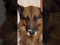 Sassy Dog Gets Mad When He Has To Take A Bath