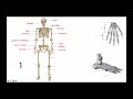 ANATOMY & PHYSIOLOGY FOR CODERS  - CHAPTER 01: SKELETAL SYSTEM.