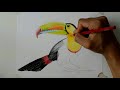 Cómo Dibujar Un Tucán Pico Iris Realista Paso a Paso