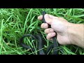 Black Racer (Coluber constrictor priapus) Behavior and Release