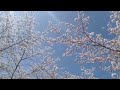 2022 Sakura in the wind. Ikoinomori Park