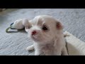 The 30 days of Maltese puppy's birth.