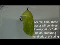 Monarch chrysalis parasitized by  two pupal parasitoids