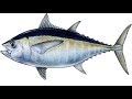 The Easiest Spread for Trolling - Trolling for Mahi Mahi, Tuna and Kingfish - Fishing How to