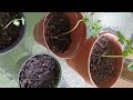 Moringa, kohlrabi, broccoli growing from seed (zone9b)