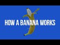 How a banana works
