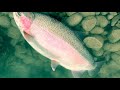 Monster  Trout  , Tekapo  New Zealand