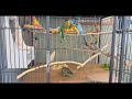 Budgies/ Parakeets Family wonderful life, Watch, Listen.Petunia mom, Hercules dad, Sunny son