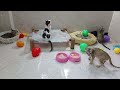 CLASSIC Dog and Cat Videos😻🐕‍🦺😹1 HOURS of FUNNY Clips