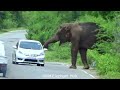 This crazy man try to hit with stick while elephant attack to Van that time.