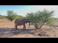 Wildlife of Namibia