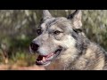 How Much Exercise Does a Wolfdog Need?