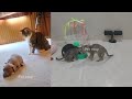 Hilarious Cats and Dogs 😹🐶 Funniest Animals 2024 🤣s