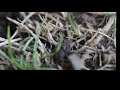 Black garden ants  uk Lasius Niger