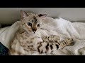 💕Our Pregnant Seal Lynx Point Snow Bengal is Almost Ready to Deliver Her Kittens😺🐾Halo/Titan Litter!