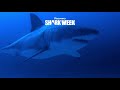Drone Spots Shark Hunting Seal | Shark Week