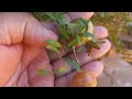 COMO ACABAR COM PULGÃO E COLCHONILHA NAS ROSAS DO DESERTO