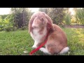 Mitsie Run - one happy bunny running with a leash (slow motion)