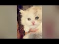 Try Not To Laugh 🤣 New Funny Cats Video 😹 - MeowFunny Par 41