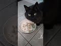 Cat Dinner