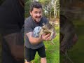 How to hold a snapping turtle!! @GardenStateTortoise