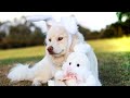 Facts about Bunnies for Kids