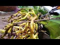 Phalaenopsis Mealybug Infestation Rescue! Yellow and Rotten Orchid Roots