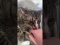 My Cat Licking my Hand for a Minute Straight