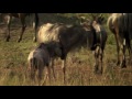 Wildebeest | Amazing Animals