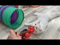 Cats and dinosaurs playing together for the first time is very interesting