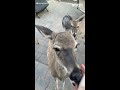 Deer shows off baby to human friend