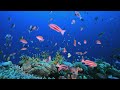Aquarium 4K VIDEO ULTRA HD 🐠 Sea Animals With Relaxing Music - Rare & Colorful Sea Life Video #5