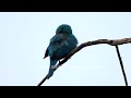 Verditer Flycatcher trills out its summer-time breeding season melody from a bare Himalayan tree-top
