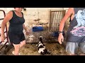 Surprise Twin Birth Caught on Camera/ Why We Don’t Calf Share in the Traditional way