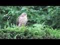 A sparrowhawk on my hedge