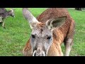 (Almost) Boxing with a Red Kangaroo